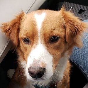 Meet your Posher, Alexa